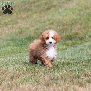 Mochi, Mini Bernedoodle Puppy
